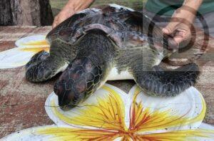 Sea Turtle Rescued on Beach in Phang Nga