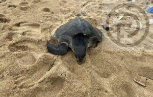 Sea Turtle Rescued From Fishing Net at Beach in Thalang