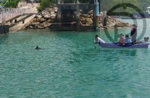 Weak Dolphin Found Near Pier in Wichit