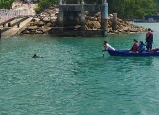 Weak Dolphin Found Near Pier in Wichit