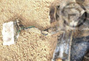 Sea Turtle Found Dead in Fishing Net on Phang Nga Beach