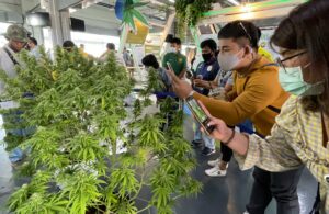 Thai Cannabis Supporters Set to Celebrate Thai Cannabis Day in Front of Parliament on June 9th, Push for Full Legalization