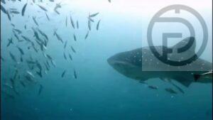 Whale Shark Spotted at Phi Phi Island