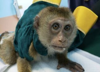 Injured Baby Monkey Rescued in Phuket