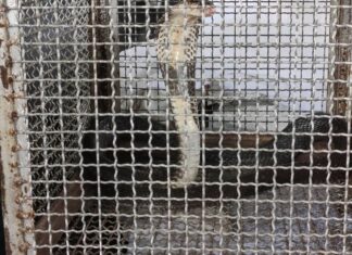 40 Snakes Caught in Phuket in Nine Days