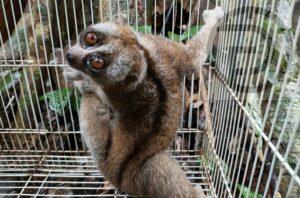 Slow Loris Returned to Forest in Phuket – VIDEO