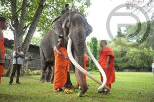 Beloved Thai Elephant is Back in Thailand