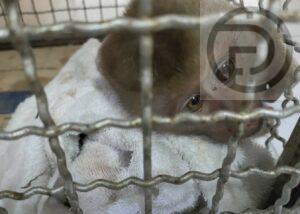 Injured Baby Monkey Rescued in Phuket