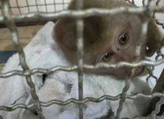 Injured Baby Monkey Rescued in Phuket