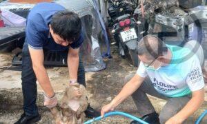 Injured Monkey Rescued in Phuket