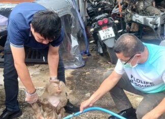 Injured Monkey Rescued in Phuket