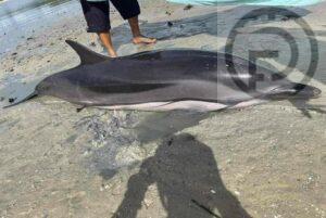 Dolphin Rescued After Being Washed Up on Beach in Phang Nga