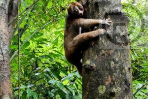 Lost Slow Loris Safely Returned to Forest in Phuket