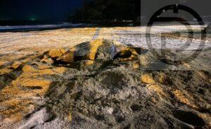 Leatherback Sea Turtle Mother Attempts to Lay Eggs on Karon Beach 