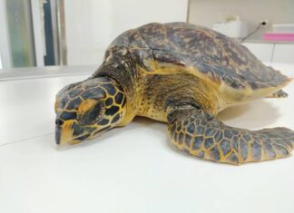 Sick Sea Turtle Rescued on Patong Beach