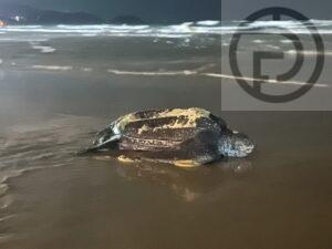 Leatherback Sea Turtle Finally Lays 129 Eggs on Karon Beach