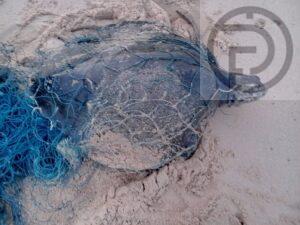 Sea Turtle Rescued After Getting Stuck in Fishing Net on Beach in Phuket
