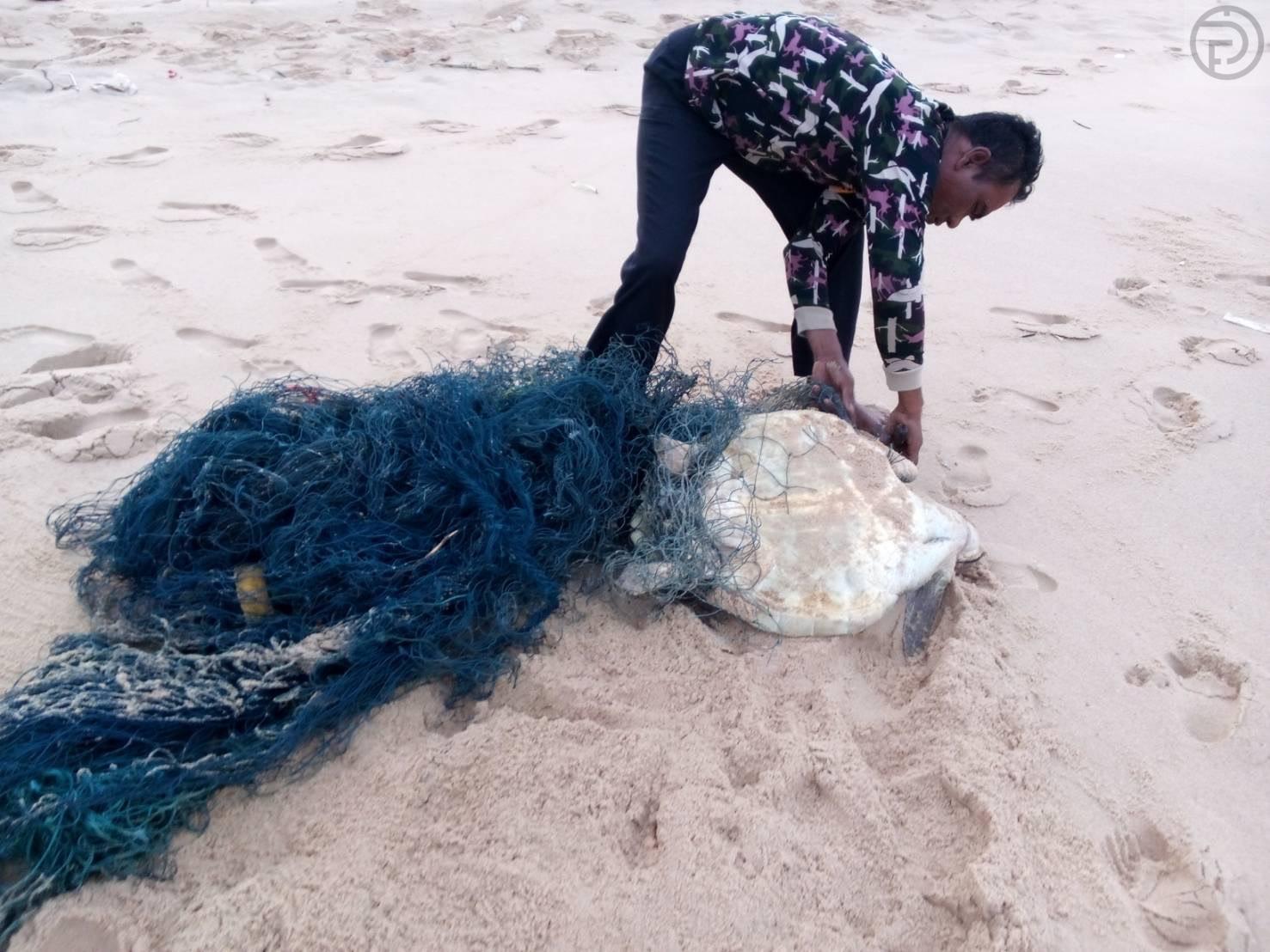 Sea Turtle Rescued After Getting Stuck in Fishing Net on Beach in ...