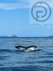 Rare Humpback Whale Sighted off of Phuket