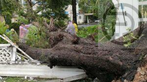 50 Year Old Tree Falls in Heavy Rain at Phuket Official’s Residence
