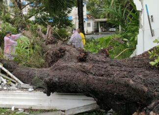 50 Year Old Tree Falls in Heavy Rain at Phuket Official’s Residence