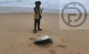 Sea Turtle Found Dead on Phang Nga Beach