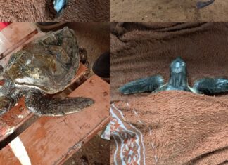 UPDATE: More Sea Turtles Found Impacted by Oil in Phuket