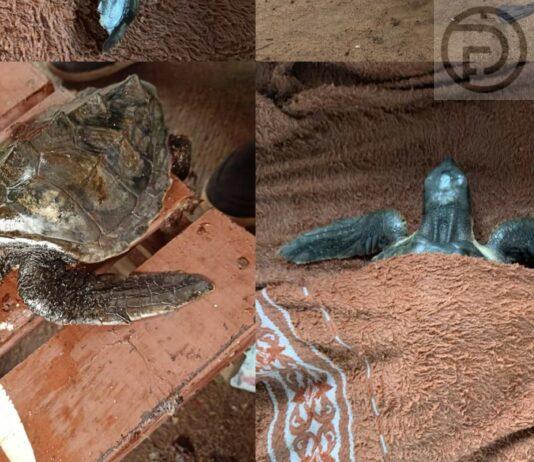 UPDATE: More Sea Turtles Found Impacted by Oil in Phuket