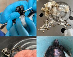 UPDATE: Another Two Sea Turtles Found Impacted by Oil in Phuket Sea