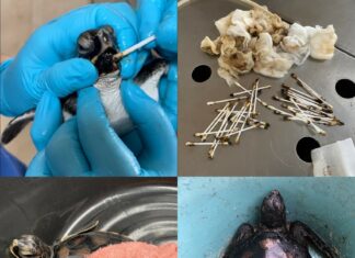 UPDATE: Another Two Sea Turtles Found Impacted by Oil in Phuket Sea