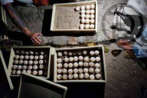 91 Sea Turtle Eggs Found on Turtle Island in Surat Thani