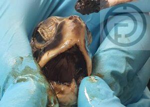 UPDATE: Another Sea Turtle Impacted by Oil Found in Phuket