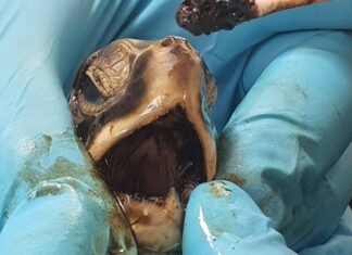 UPDATE: Another Sea Turtle Impacted by Oil Found in Phuket