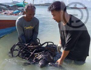 UPDATE: Huge Sea Turtle Impacted by Oil Found in Phuket