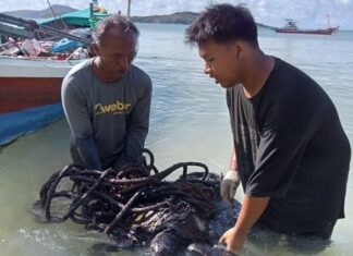 UPDATE: Huge Sea Turtle Impacted by Oil Found in Phuket