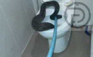 Python pulled from toilet in Kathu