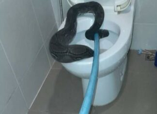 Python pulled from toilet in Kathu