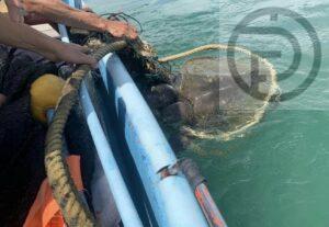 Large Injured Sea Turtle Rescued From Phuket Sea