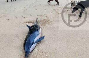 Dolphin Rescued After Being Washed up on Phang Nga Beach