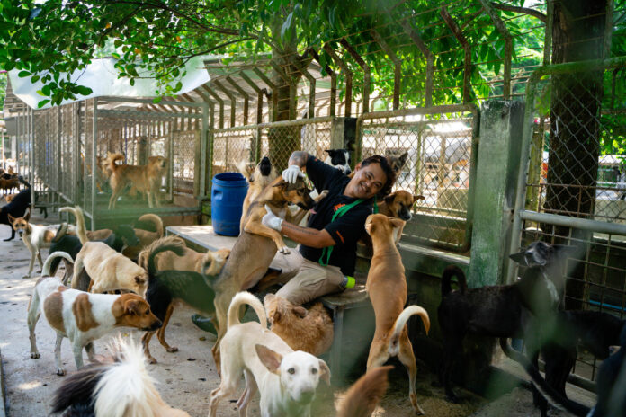 Many of the dogs at GDP are former abandoned pets, they are friendly and approachable(1).