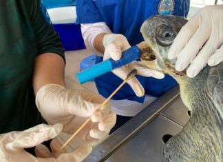Sea Turtles Still Being Impacted by Oil at Phuket Beaches