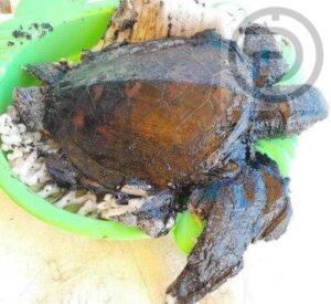 UPDATE: Second Sea Turtle Found Impacted by Oil in Phuket Sea