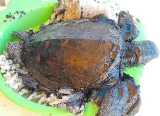 UPDATE: Second Sea Turtle Impacted by Oil in Phuket Sea