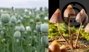 Cabinet Approves Opium and Magic Mushroom Trial for Medicine