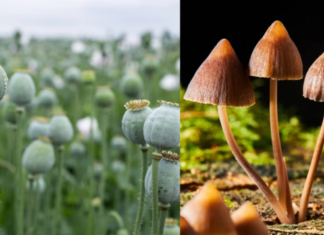 Cabinet Approves Opium and Magic Mushroom Trial for Medicine