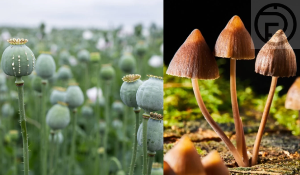 ba3301da3d40deaa9aebc1784ecf7331_small