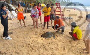 Turtle Rescued on Phuket Beach