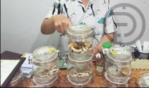Man Arrested for Selling Magic Mushrooms at Patong Cannabis Shop