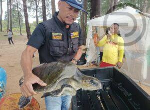 Turtle Rescued on Beach in Phuket
