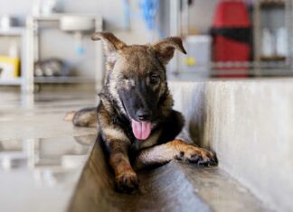 Stray puppy becomes millionth animal to be neutered and vaccinated by Soi Dog FoundationÂ